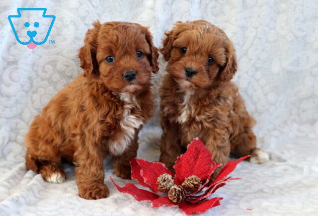 E Litter Cavapoo Mervin Yoder image