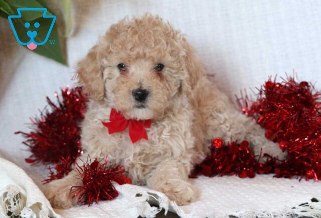 Elf Mini Goldendoodle2 image