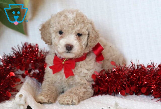 Elis Mini Goldendoodle image