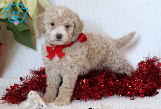 Elis Mini Goldendoodle2 image