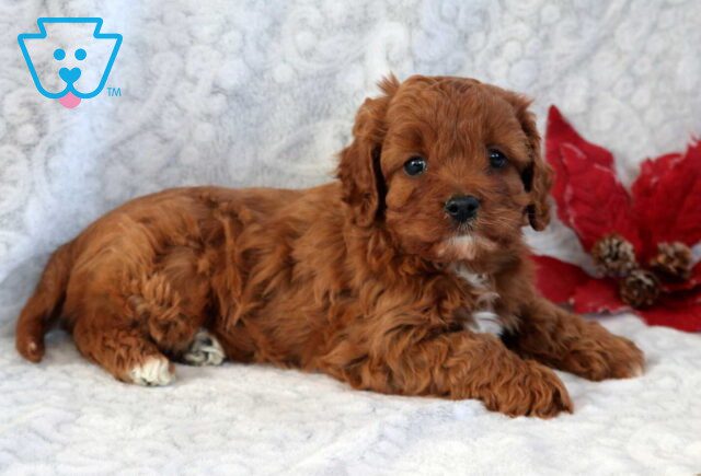 Elvis Cavapoo2 image