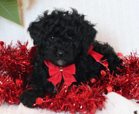 Emmie Mini Goldendoodle