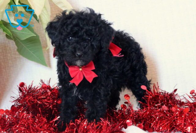 Emmie Mini Goldendoodle2 image