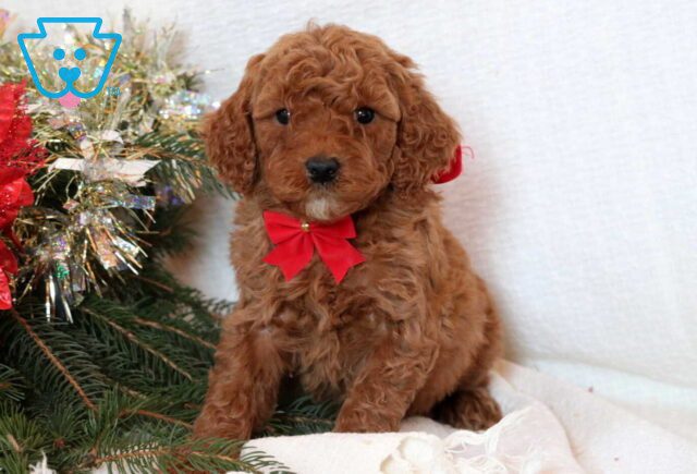 Fanny Mini Goldendoodle2 image