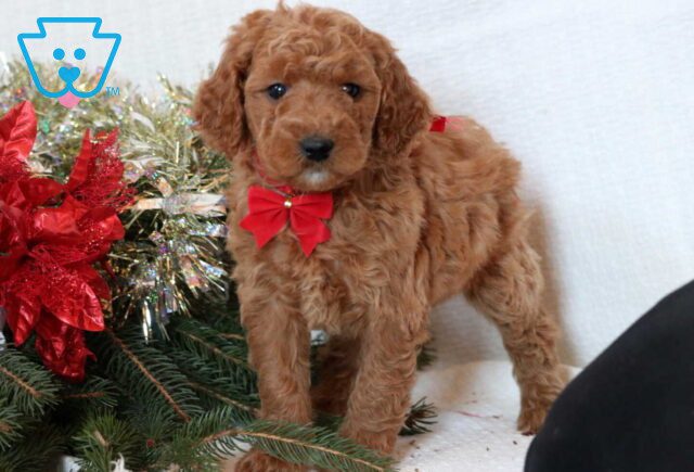 Fay Mini Goldendoodle image
