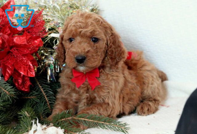 Fay Mini Goldendoodle2 image