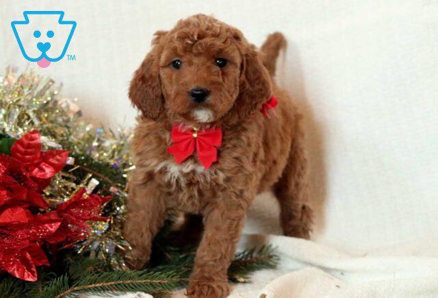 Fifi Mini Goldendoodle2 image