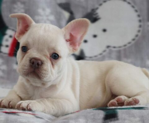 Flicka French Bulldog
