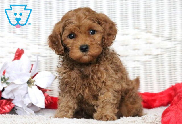 Fnley Cavapoo image