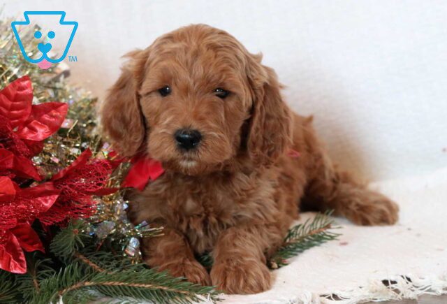 Fran Mini Goldendoodle image