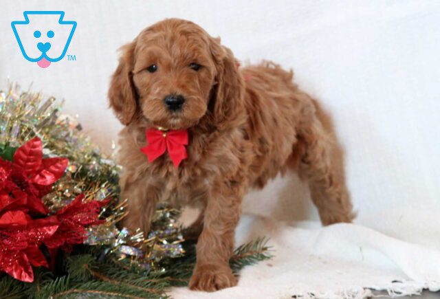 Fran Mini Goldendoodle2 image