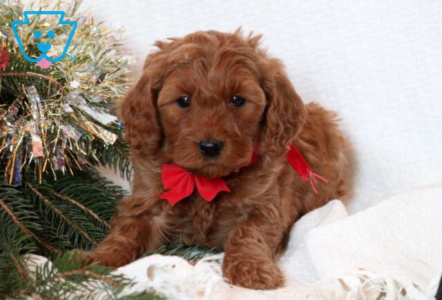 Friendly Mini Goldendoodle image