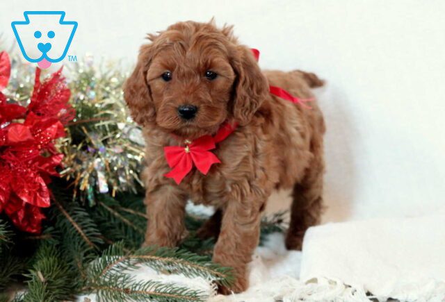 Friendly Mini Goldendoodle2 image