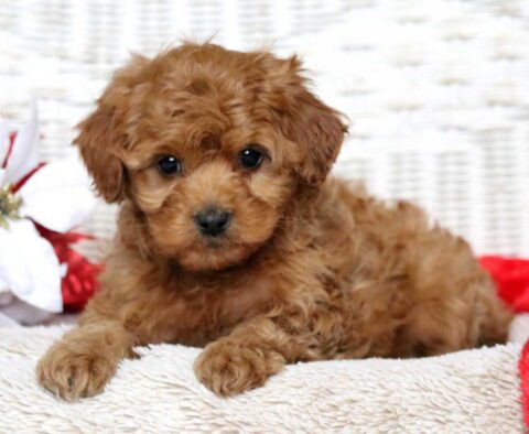 Furby Cavapoo2
