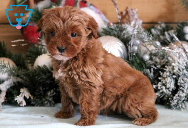 Garett Mini Goldendoodle2 image