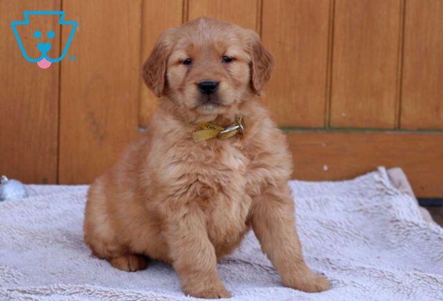 Ginny Golden image