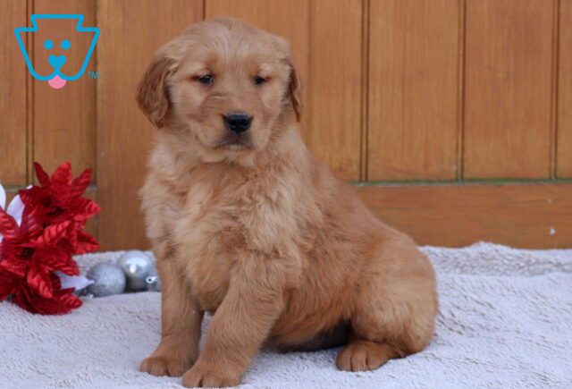 Grayson Golden image