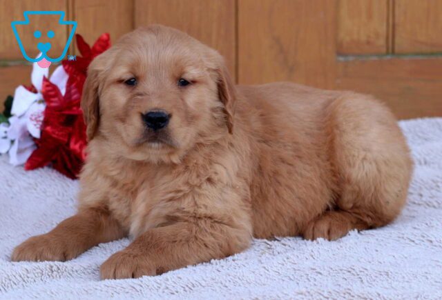 Grayson Golden2 image