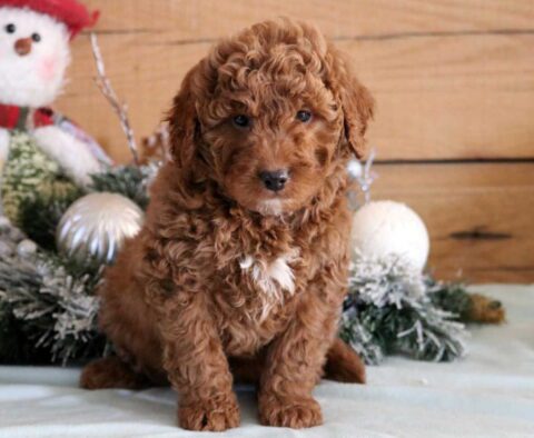 Grayson Mini Goldendoodle2