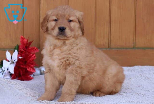 Greggy Golden image