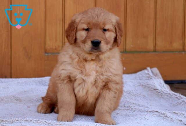 Greggy Golden2 image