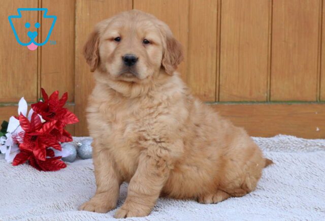 Grover Golden image