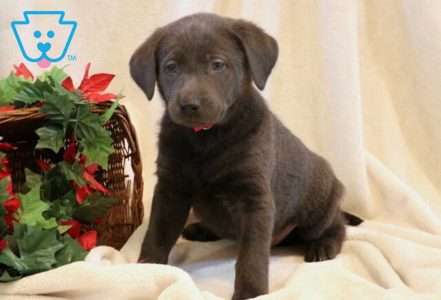 Gunner Charcoal Lab image