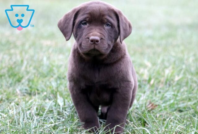 Handsome Chocolate Lab image