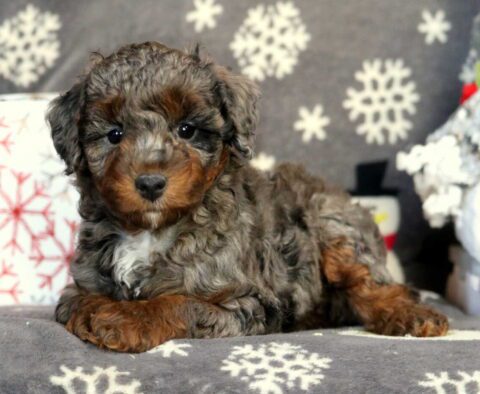 Harley Mini Poodle