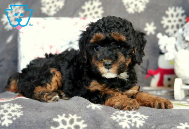 Heidi Mini Poodle image