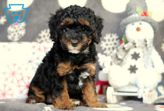 Heidi Mini Poodle2 image