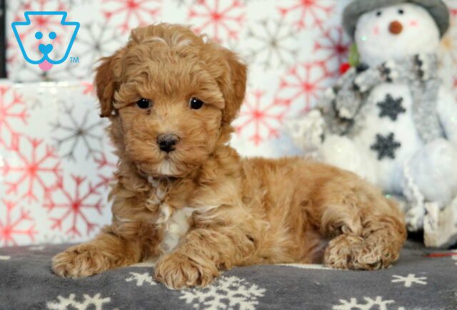 Hewie Mini Poodle image