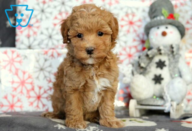 Hewie Mini Poodle2 image