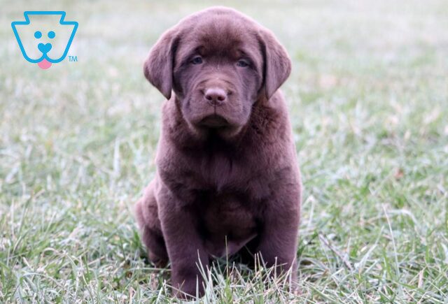 Homer Chocolate Lab image