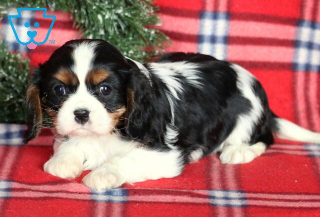 Honey Cavalier image