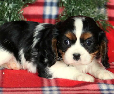 Honey Cavalier2