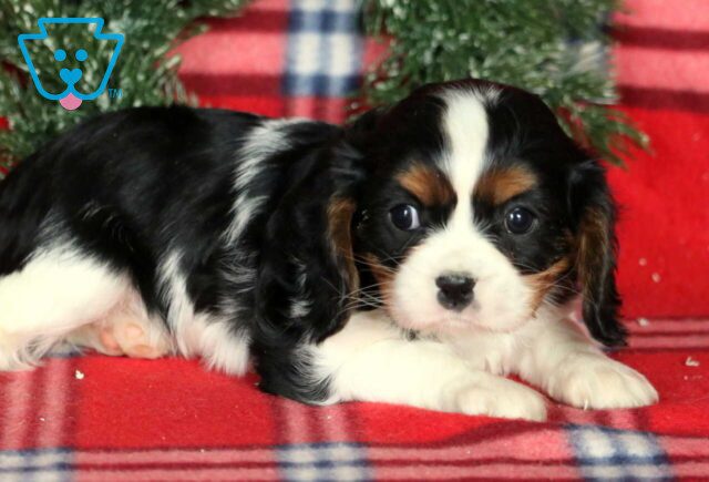 Honey Cavalier2 image