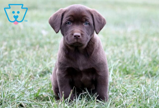 Honey Chocolate Lab image
