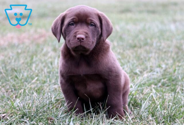 Hooch Chocolate Lab image