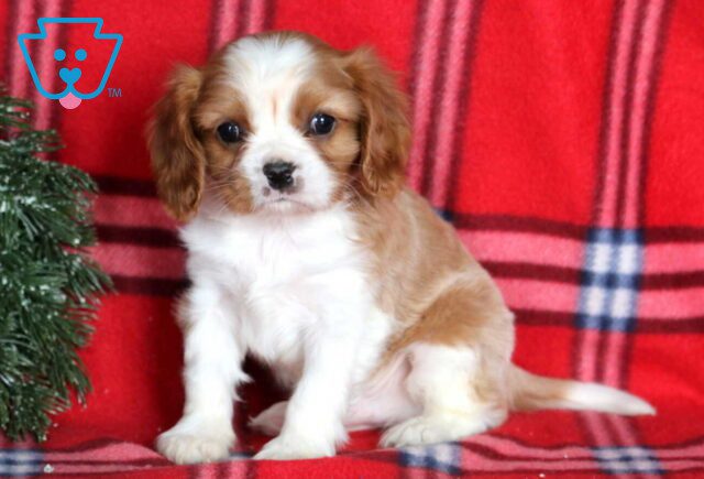 Hunter Cavalier2 image