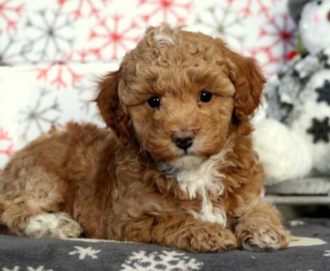 Hunter Mini Poodle