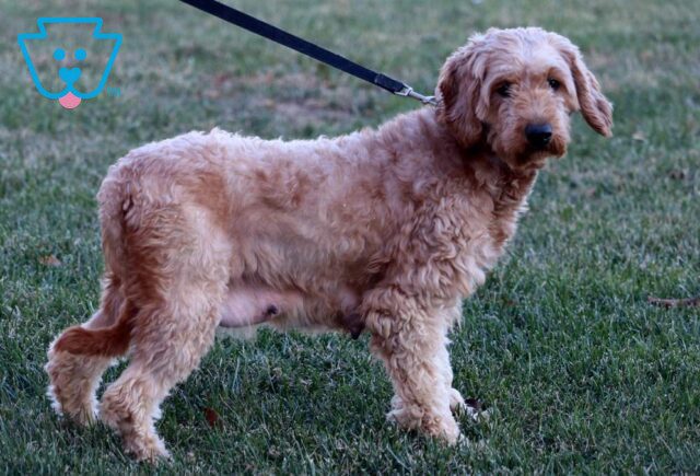 Ikie Mini Goldendoodle Daniel Fisher image