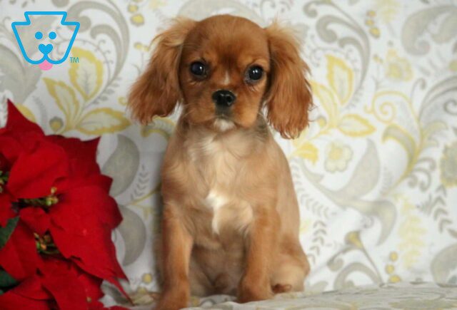 Indy Cavalier Retake image