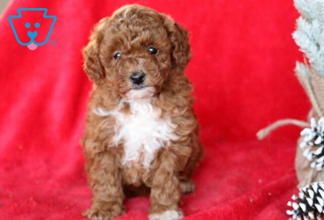 Isabella Mini poodle image