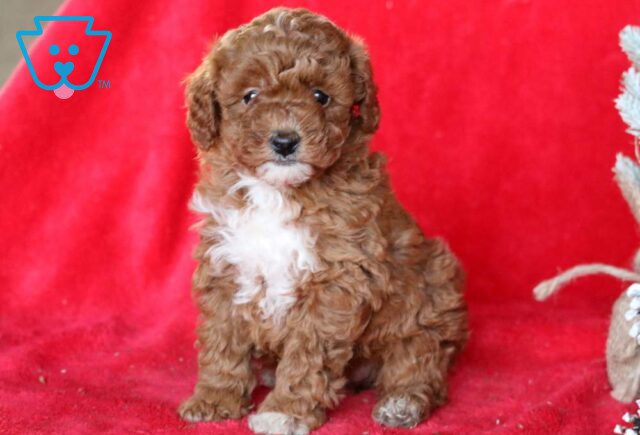 Isabella Mini poodle2 image