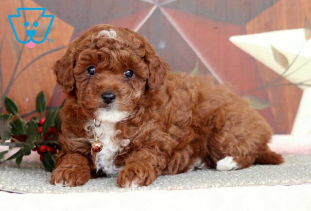 Jenny Mini Poodle2 image