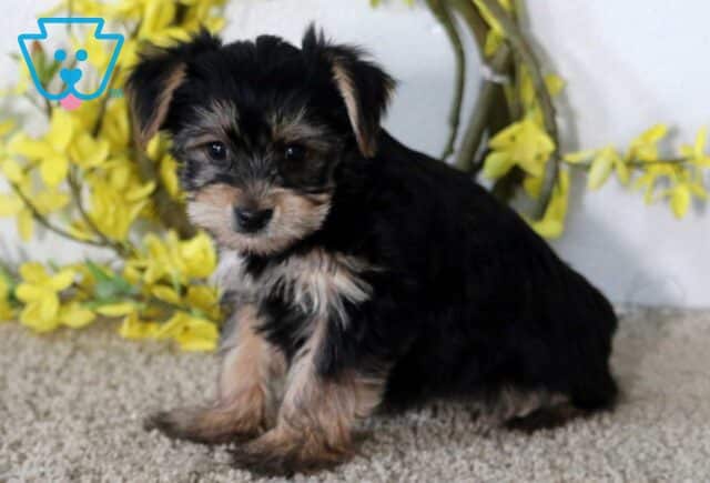 Jill Yorkie image