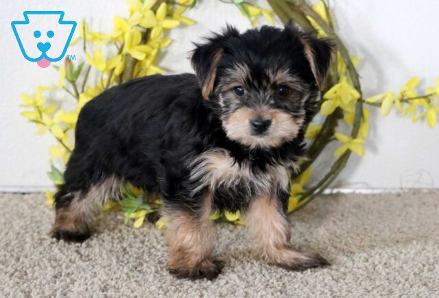 Jill Yorkie2 image