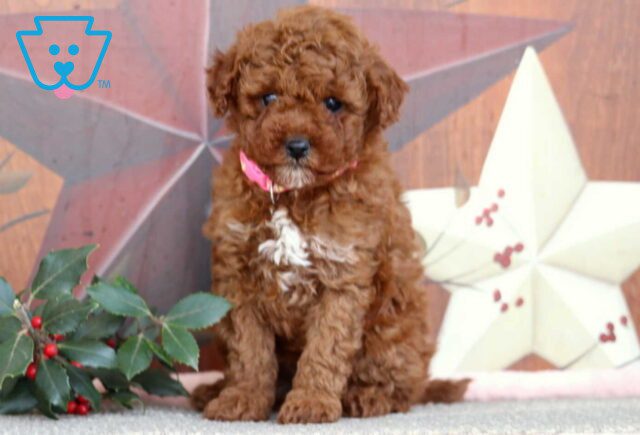 Jingle Mini Poodle image