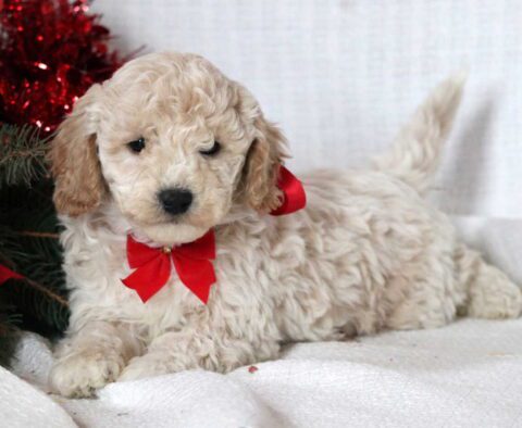 Joey Mini Goldendoodle2